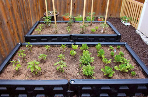 raised bed garden